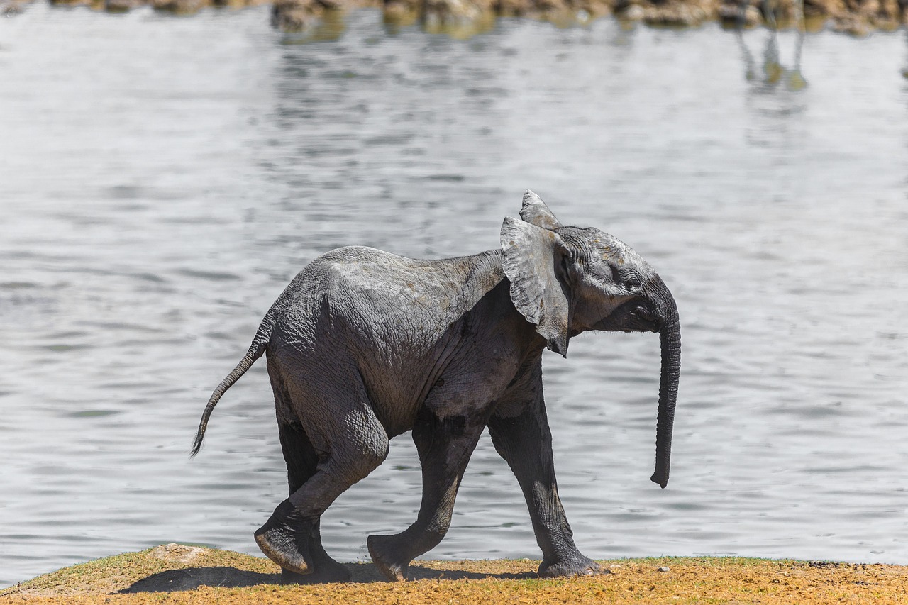 elephant, namibia, infant-5015980.jpg